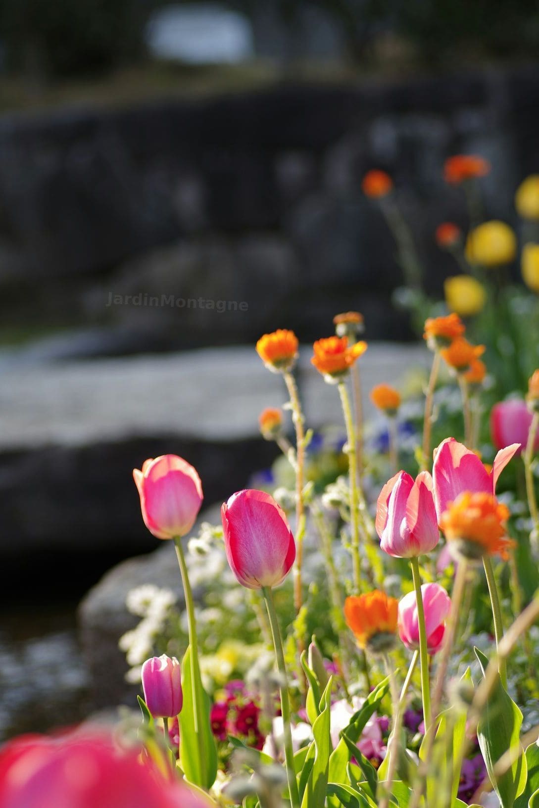 JardinMontagne 12