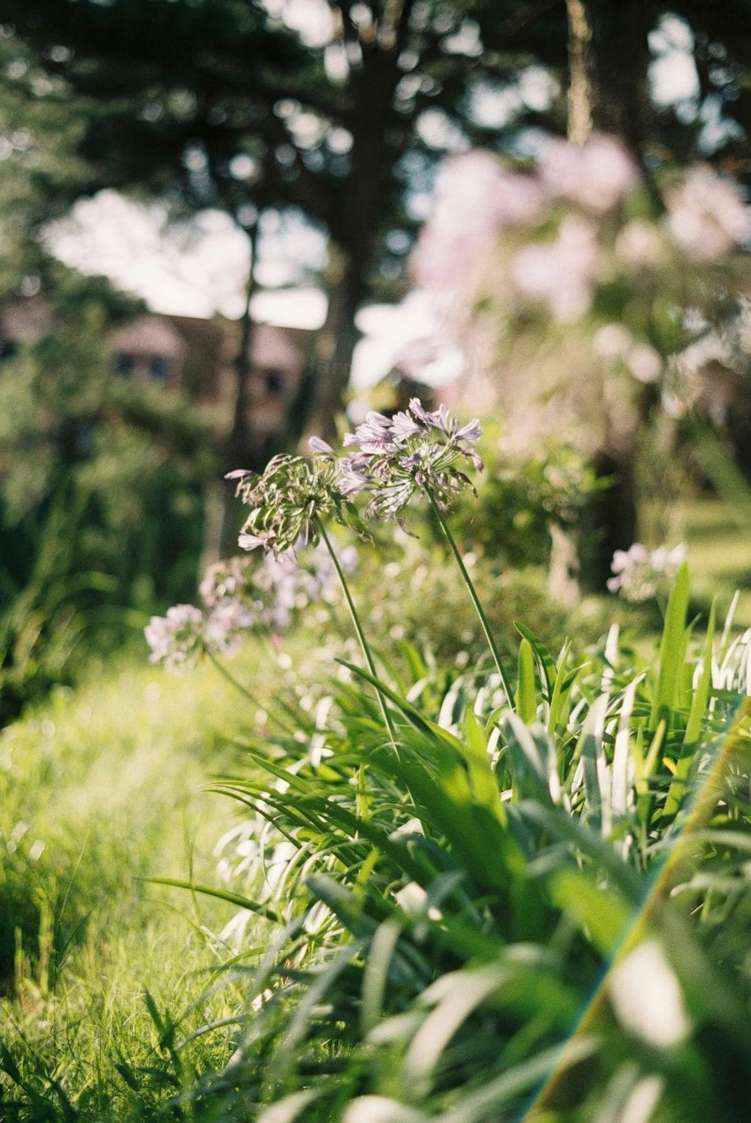 JardinMontagne 7